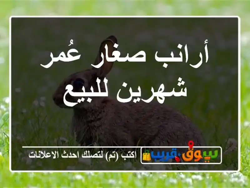 أرانب صغار عُمر شهرين للبيع