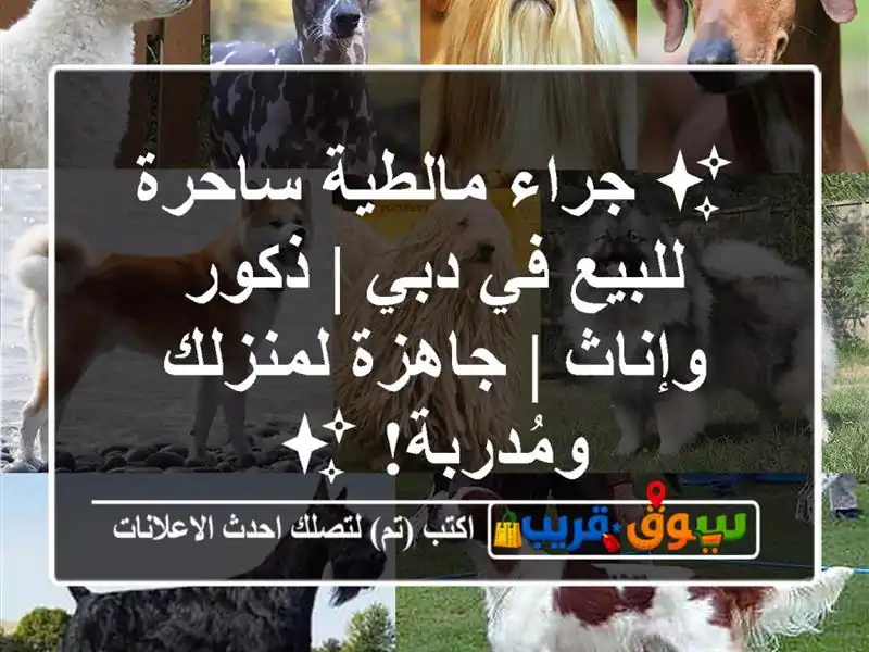 ✨ جراء مالطية ساحرة للبيع في دبي | ذكور وإناث |...