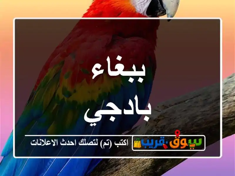 ببغاء بادجي