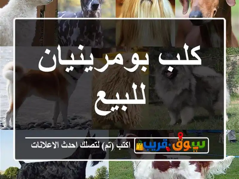 كلب بومرينيان للبيع