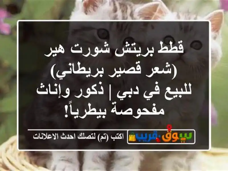 قطط بريتش شورت هير (شعر قصير بريطاني) للبيع في دبي...
