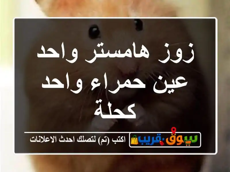 زوز هامستر واحد عين حمراء واحد كحلة