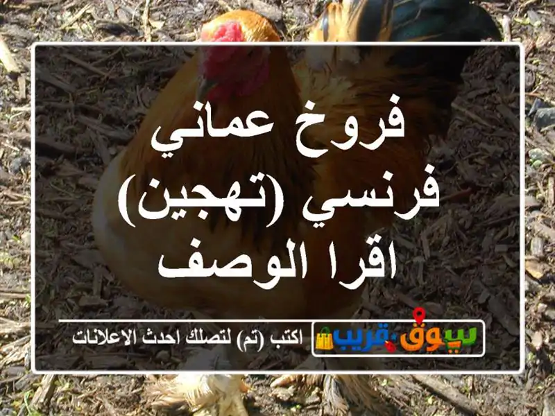 فروخ عماني فرنسي (تهجين) اقرا الوصف