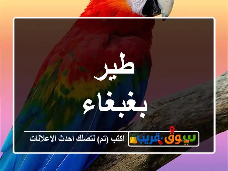طير بغبغاء