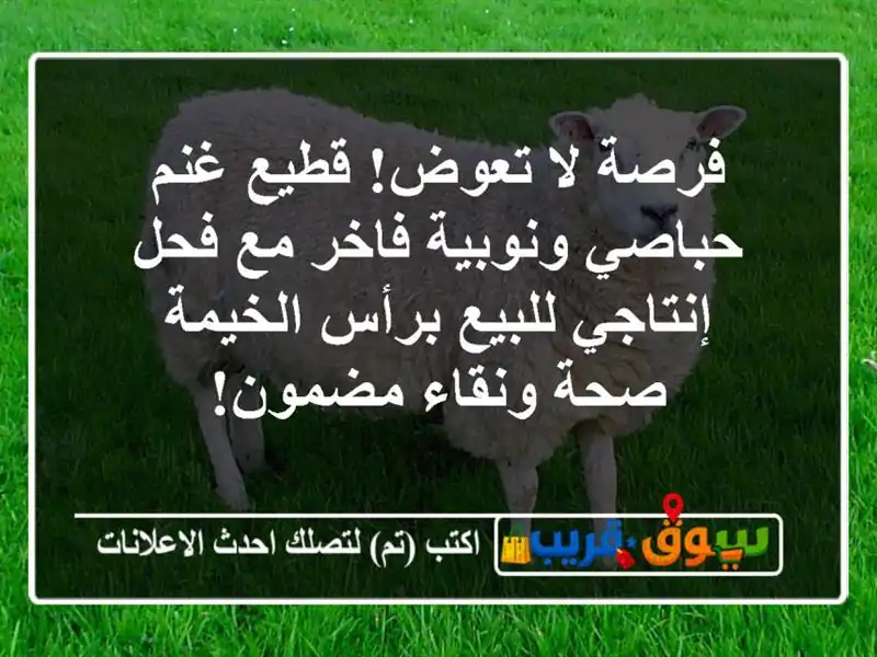 فرصة لا تعوض! قطيع غنم حباصي ونوبية فاخر مع فحل...