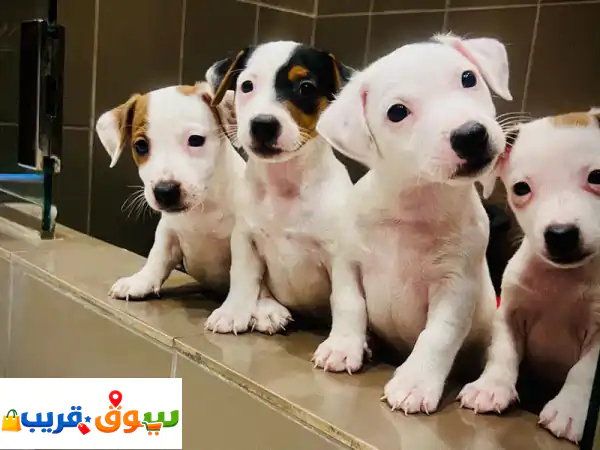 Jack Russell
