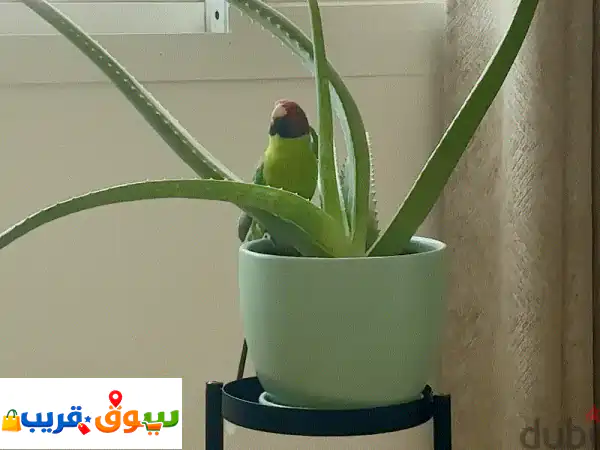 Plum Head Parrot