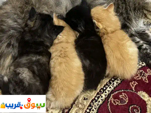 قلوب دافئة بانتظاركم: قطة شيرازية حنونة...