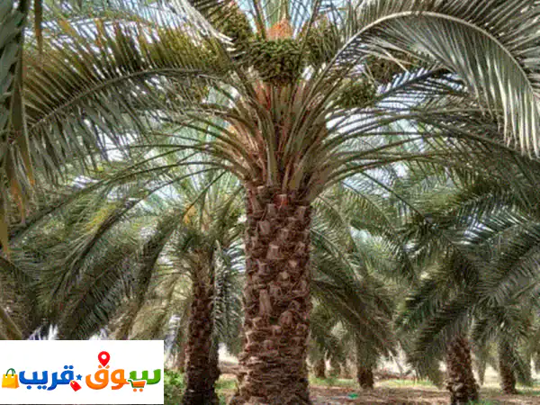 فرصة استثمارية ذهبية: مزارع نخيل للبيع 421 نخلة...