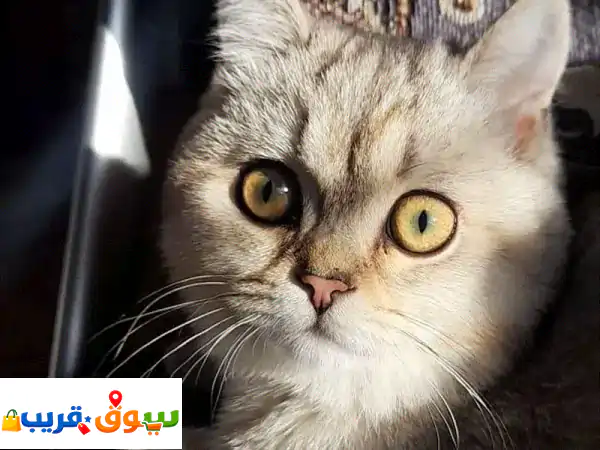 قط مكس سكوتش وبريتش ذكر أليف ولطيف | معقم ومطعم...