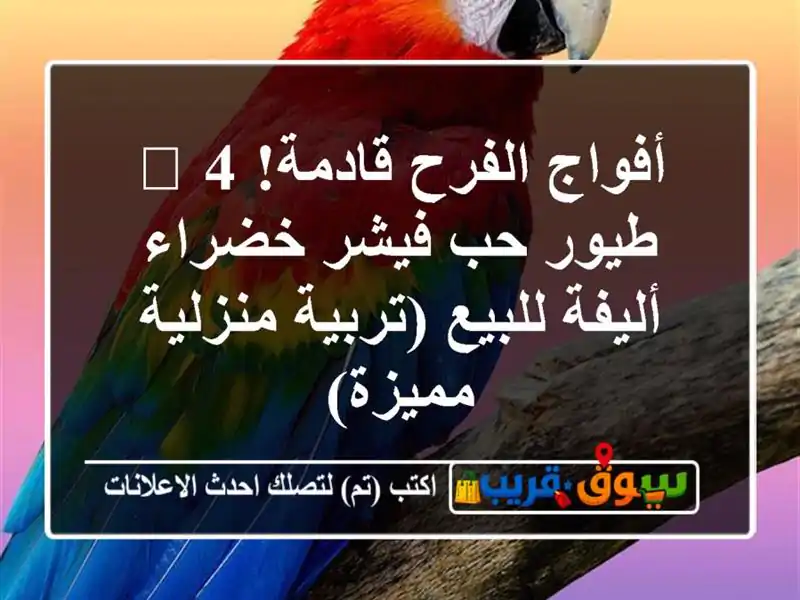 أفواج الفرح قادمة! 🐦 4 طيور حب فيشر خضراء أليفة...