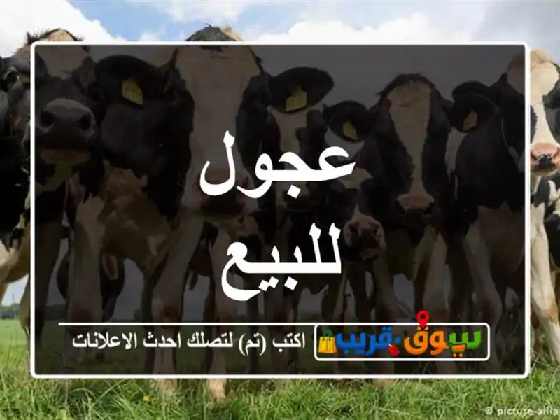 عجول للبيع