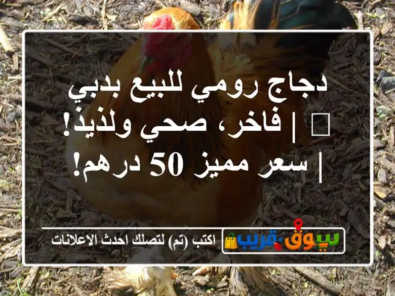 دجاج رومي للبيع بدبي 🦃 | فاخر، صحي ولذيذ! | سعر مميز...