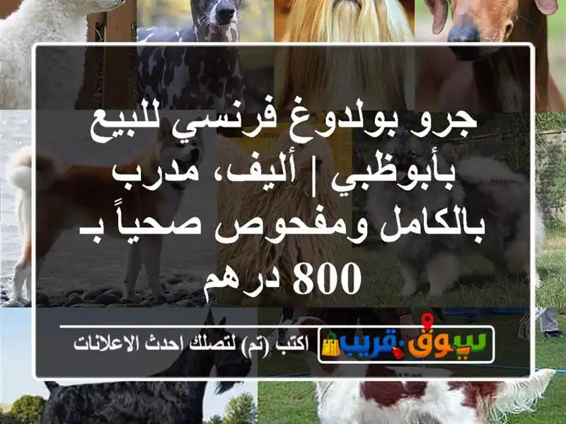 جرو بولدوغ فرنسي للبيع بأبوظبي | أليف، مدرب...