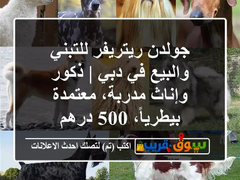 جولدن ريتريفر للتبني والبيع في دبي | ذكور وإناث...