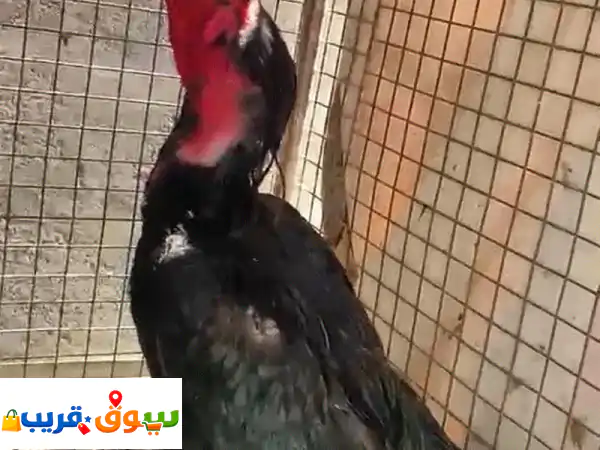 🔥 حمام تايلندي للبيع: طير ممتاز، صحة مثالية، فرصة...