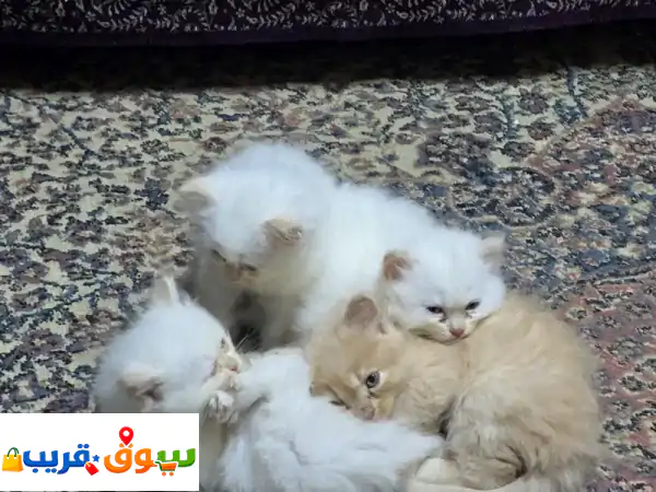 للبيع قطط شيرازي، العمر شهر ونصف. يحبون اللعب،...