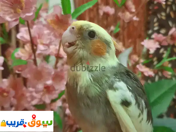 فرخ كوكتيل أليف للبيع 🐦 | عمر شهرين ونصف 🚀...