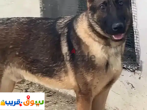جيرمن شيبرد سيبل نادر للبيع: جرو جامبو، مدرب...