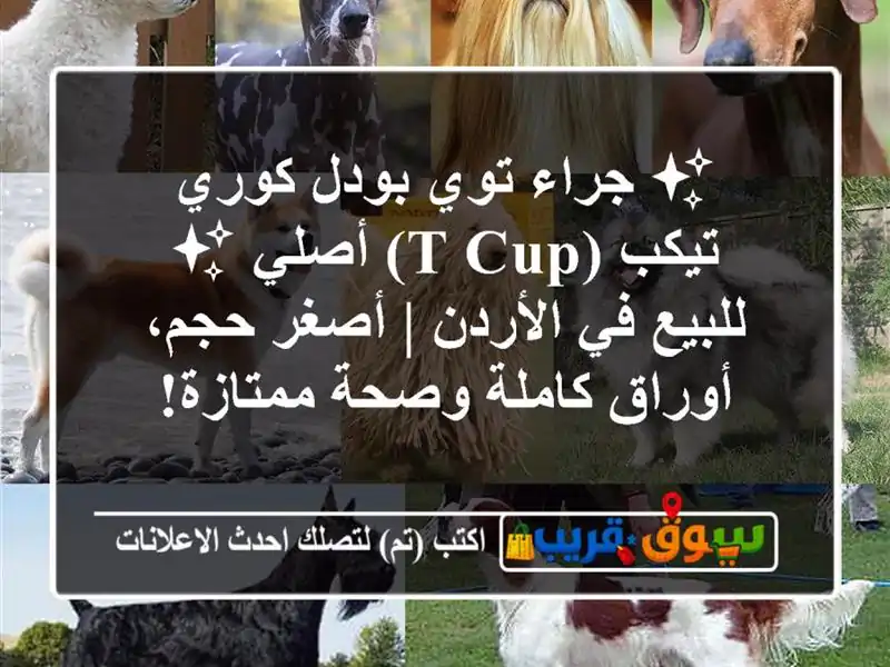 ✨ جراء توي بودل كوري تيكب (T-cup) أصلي ✨ للبيع في الأردن...