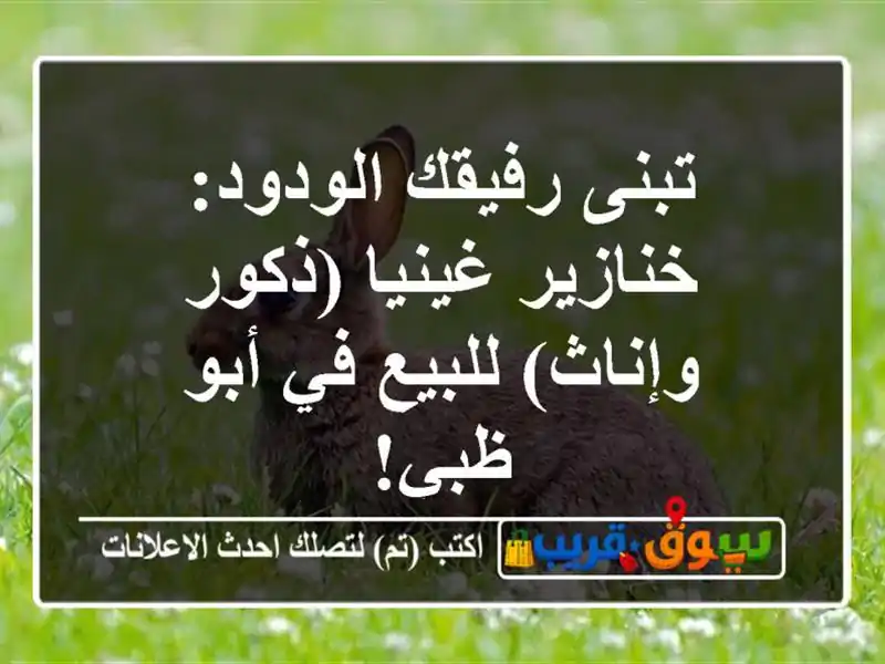 تبنى رفيقك الودود: خنازير غينيا (ذكور وإناث) للبيع...