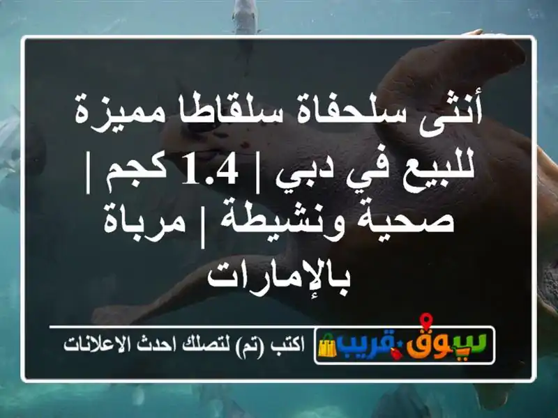 أنثى سلحفاة سلقاطا مميزة للبيع في دبي | 1.4 كجم |...