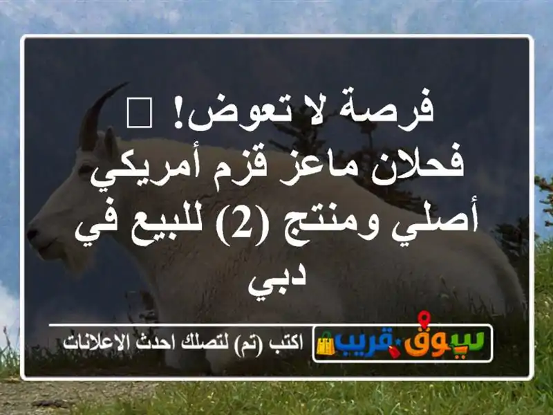 فرصة لا تعوض! 🐐 فحلان ماعز قزم أمريكي أصلي ومنتج...