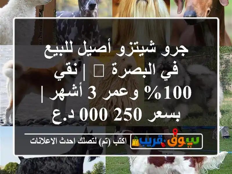 جرو شيتزو أصيل للبيع في البصرة 🐶 | نقي 100% وعمر 3 أشهر...
