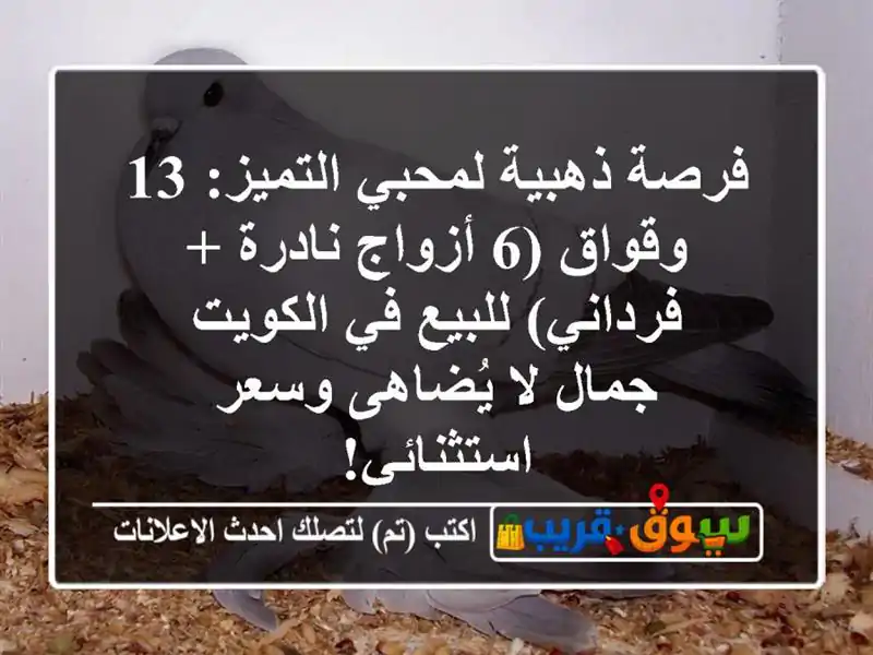 فرصة ذهبية لمحبي التميز: 13 وقواق (6 أزواج نادرة +...