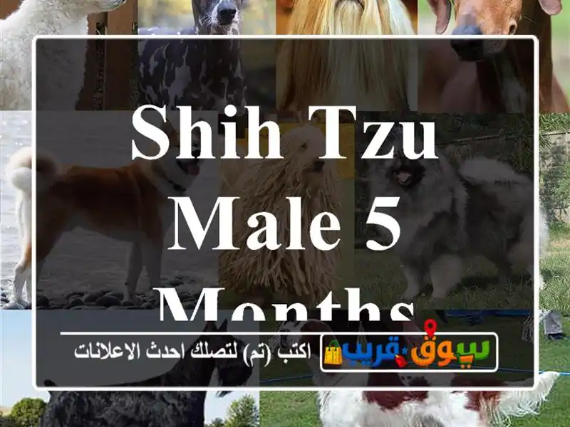 shih tzu male 5 months