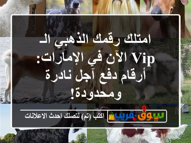امتلك رقمك الذهبي الـ VIP الآن في الإمارات: أرقام...