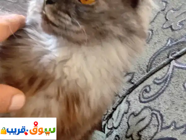 قط شانشيلا أصيل للبيع: رفيقك الجميل والمرح | اجعل...