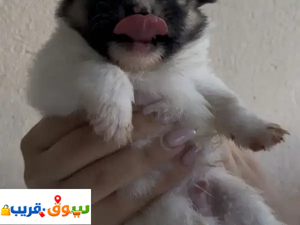 أجمل جراء بوميرانيان للبيع 🐶 ذكور وإناث بألوان ساحرة!