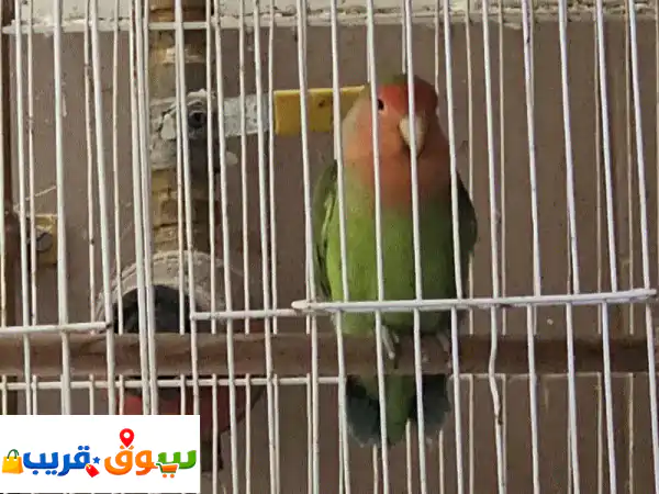 فرصة ذهبية: ذكر روز منتج 100% للبيع في...