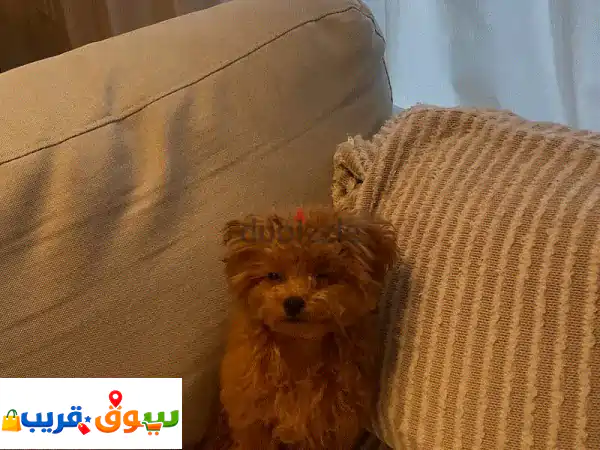 جرو بودل فاخر للبيع: ذكي، حنون، لا يسبب حساسية |...