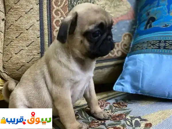 كلب للبيع/للتبني | رفيقك الوفي بانتظارك! | صور...