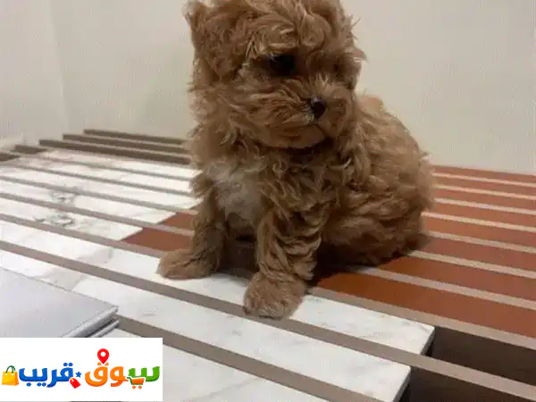 poodle dog