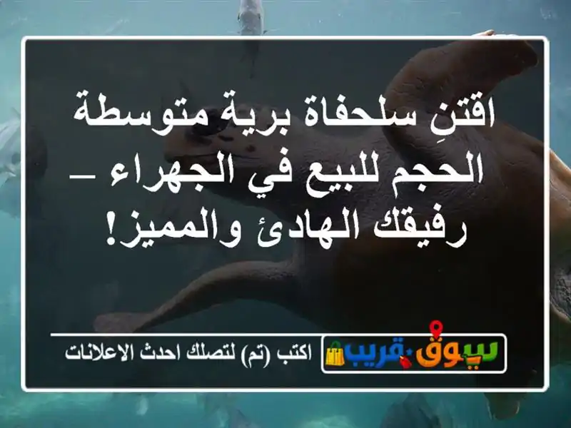 اقتنِ سلحفاة برية متوسطة الحجم للبيع في الجهراء...