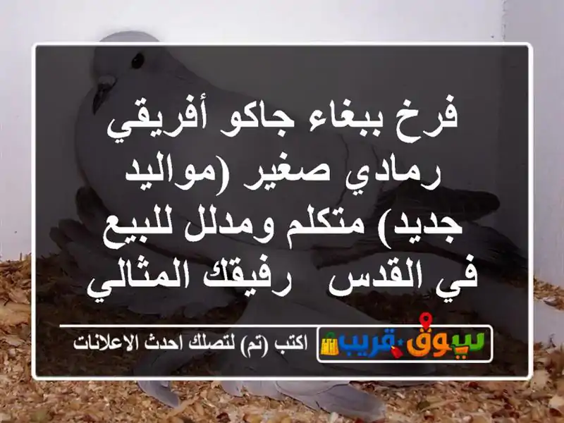 فرخ ببغاء جاكو أفريقي رمادي صغير (مواليد جديد)...