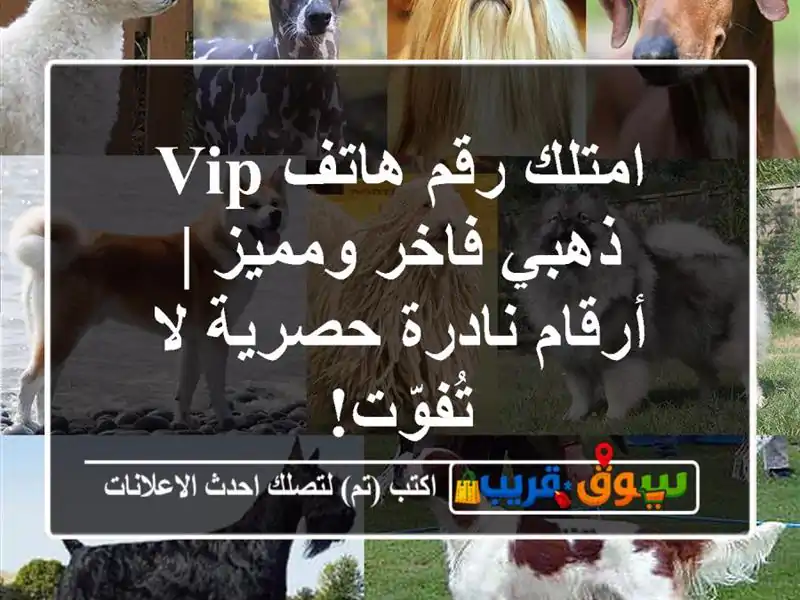 امتلك رقم هاتف VIP ذهبي فاخر ومميز | أرقام نادرة حصرية...