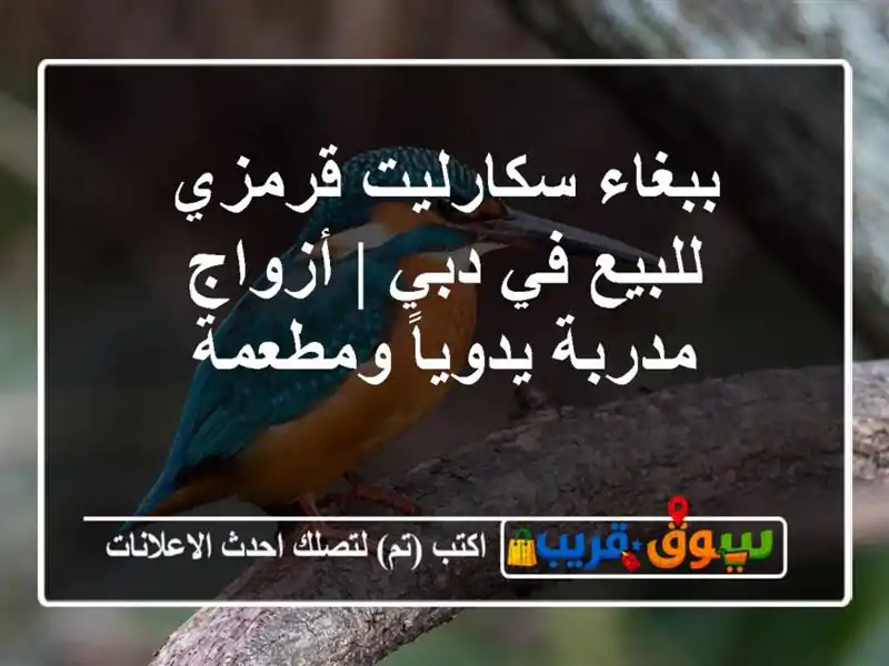 ببغاء سكارليت قرمزي للبيع في دبي | أزواج مدربة...