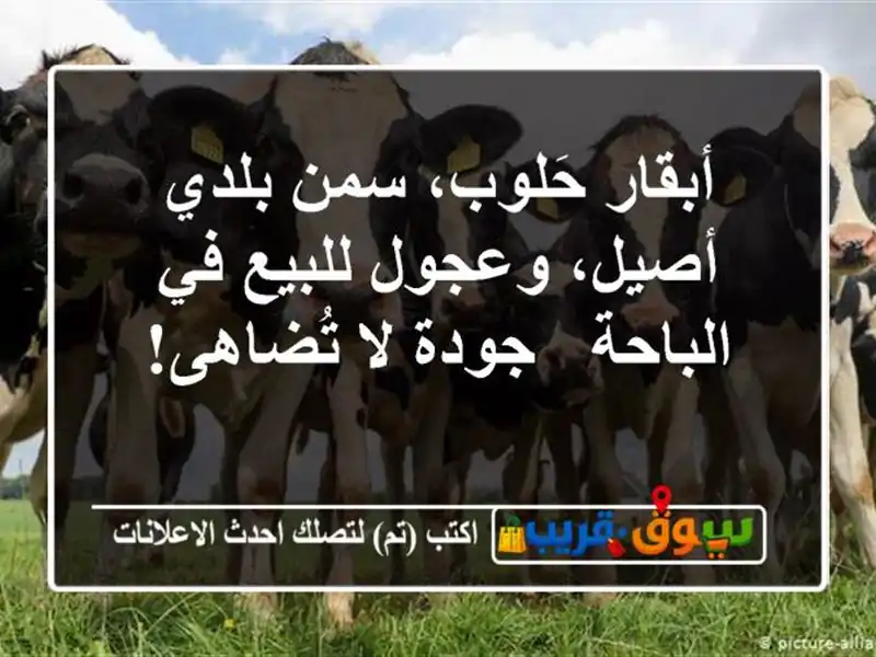 أبقار حَلوب، سمن بلدي أصيل، وعجول للبيع في الباحة...