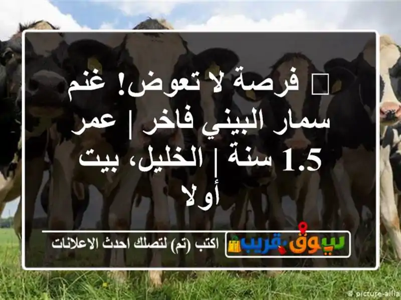 🔥 فرصة لا تعوض! غنم سمار البيني فاخر | عمر 1.5 سنة...