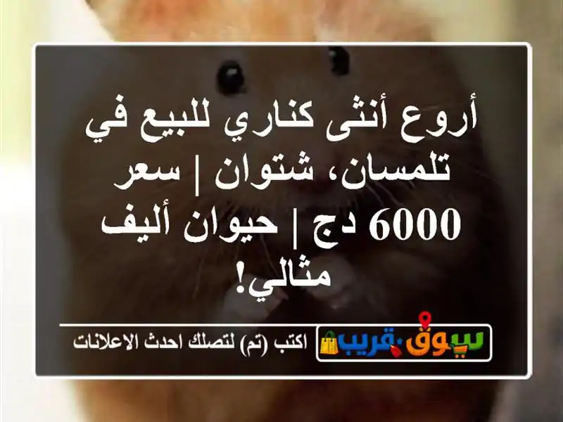 أروع أنثى كناري للبيع في تلمسان، شتوان | سعر 6000 دج...