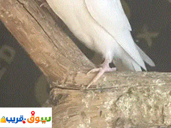 فرصة ذهبية: طيور زينة أنثى للبيع - فشر جاهزة...
