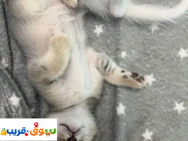 قط سكوتش فولد ذكر للبيع (عمر شهرين) - رفيقك...