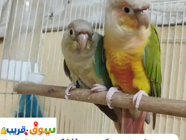 فرصة ذهبية: زوج كنيور مميز للبيع – ذكر باينبل...