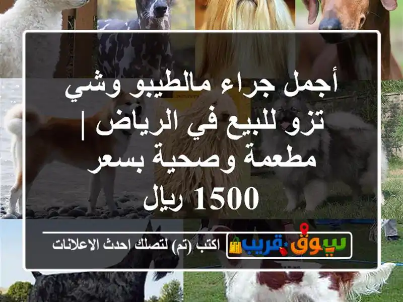 أجمل جراء مالطيبو وشي تزو للبيع في الرياض | مطعمة...