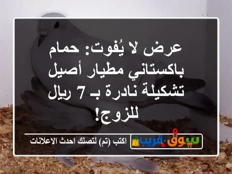 عرض لا يُفوت: حمام باكستاني مطيار أصيل - تشكيلة...
