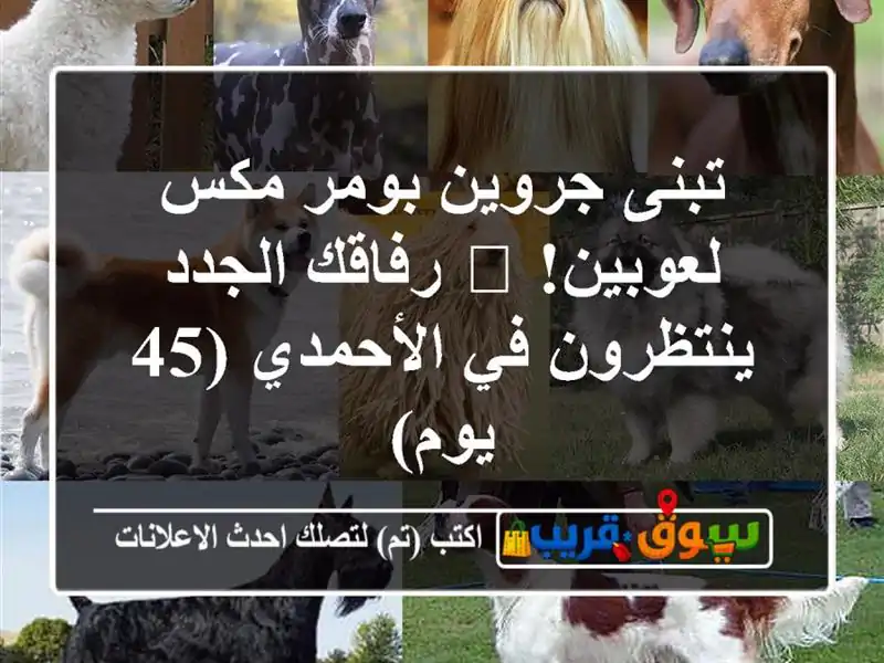 تبنى جروين بومر مكس لعوبين! 🐾 رفاقك الجدد ينتظرون...